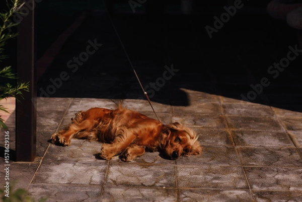 Fototapeta An English Cocker Spaniel on a leash filmed on a sunny summer day