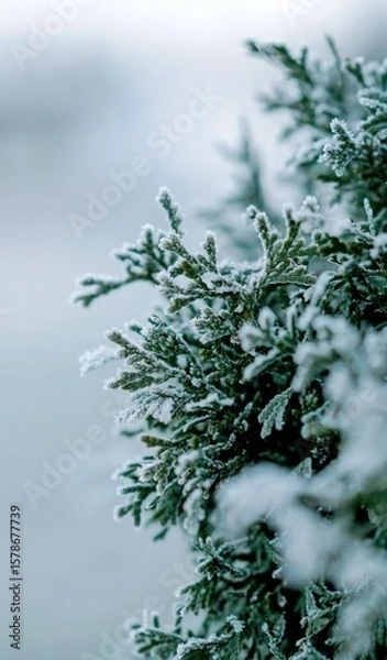 Obraz Frosted Pine Branch with Cone: Snow - Covered Pine Needles and Cone on White Background, Conveying Winter Freshness
