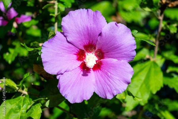 Obraz Hibiscus syriacus