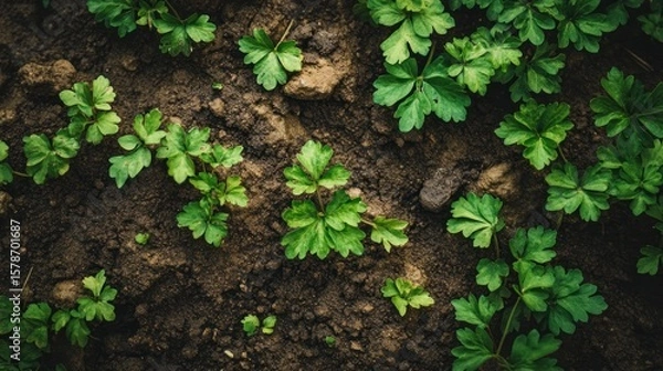 Fototapeta Close-up of young green plants in soil (1)