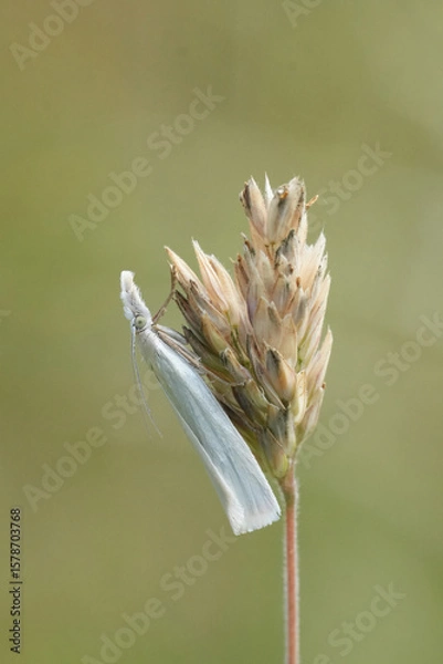 Fototapeta Vertical closeup on a European Satin Grass-veneer crambid moth, Crambus perlella on a grass straw