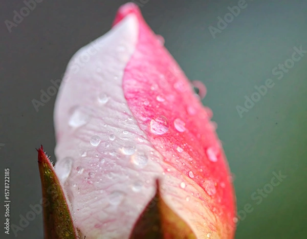Fototapeta An ultra-detailed extreme close-up of a rose with surrounding flowers, captured in soft light. A cinematic and emotional scene perfect for visual storytelling, branding, and artistic use.