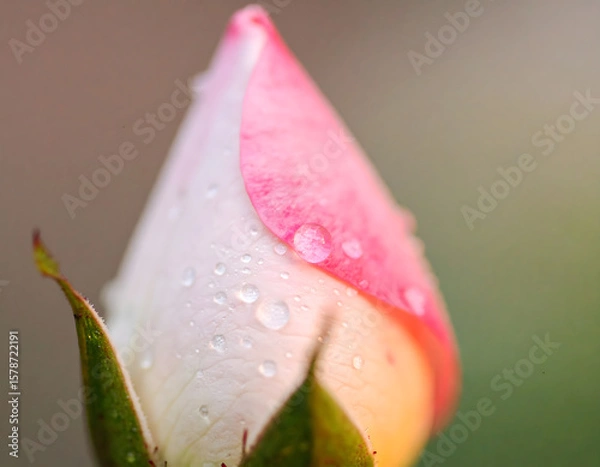 Fototapeta An ultra-detailed extreme close-up of a rose with surrounding flowers, captured in soft light. A cinematic and emotional scene perfect for visual storytelling, branding, and artistic use.