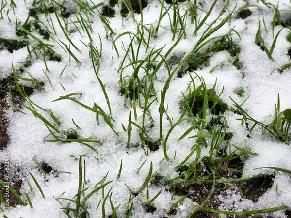 Fototapeta Grass under snow. Green grass dusted with snow