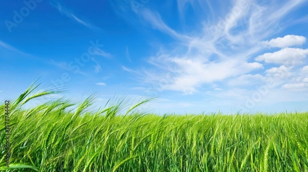 Fototapeta Lush green grass sways gently in breeze under bright blue sky with fluffy white clouds, creating serene and peaceful landscape