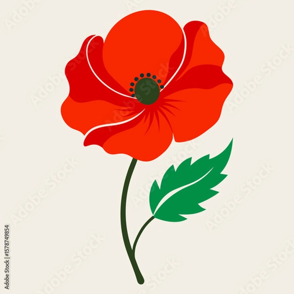 Obraz red poppy flower