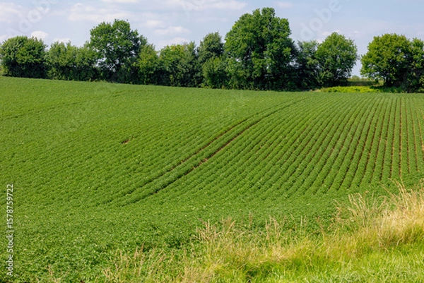 Obraz Agriculture and farm industry, Terrain of countryside in Zuid-Limburg, Farmland with green potatoes vegetables plants with plot on hillside, A starchy tuber of the plant Solanum tuberosum, Netherlands