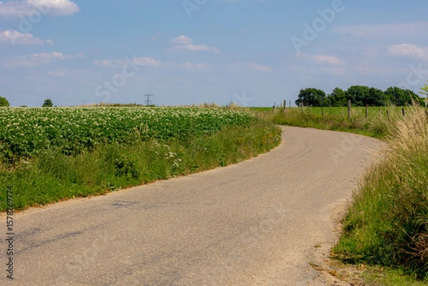 Obraz Agriculture and farm industry, Terrain of countryside in Zuid-Limburg, Farmland with green potatoes vegetables plants with plot on hillside, A starchy tuber of the plant Solanum tuberosum, Netherlands
