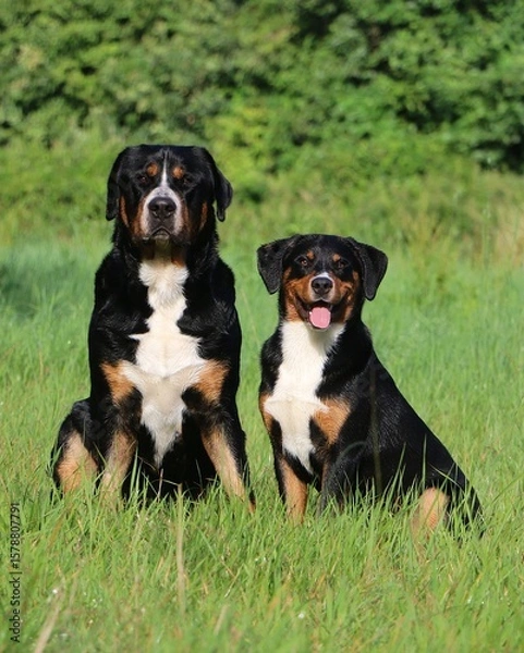 Fototapeta A large Swiss mountain dog sits next to a small Appenzeller mountain dog are sittin on a green field in the garden