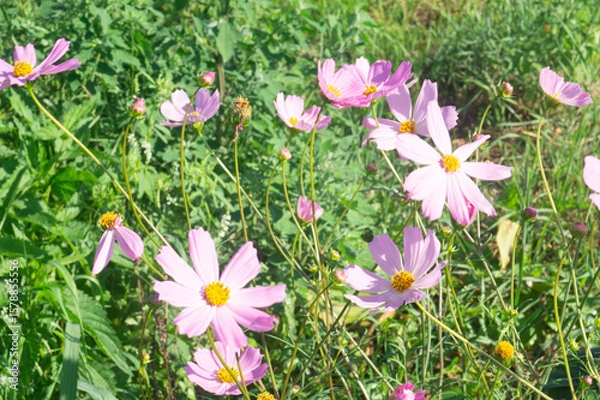 Obraz Delicate Pink Cosmos Flowers (Cosmos bipinnatus) Dancing in Summer Breeze