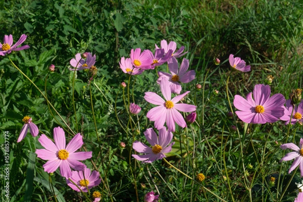 Obraz Lush Pink Cosmos Bush in Full Bloom, Feathery Foliage Dancing in Summer Wind