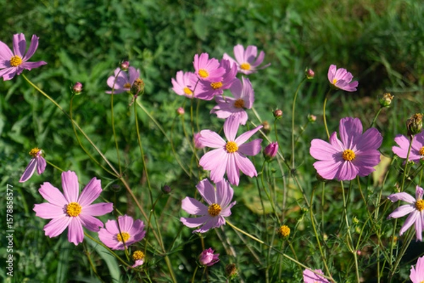 Obraz Delicate Pink Cosmos Flowers (Cosmos bipinnatus) Dancing in Summer Breeze