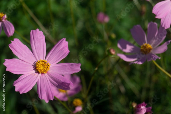 Obraz Dreamy Pink Cosmos in Soft Focus: Translucent Petals and Pollen Dusted Stamens