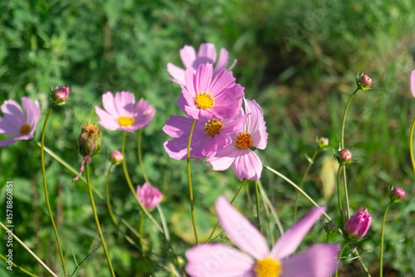 Obraz Pink cosmos macro, Cosmos bipinnatus close up, delicate flower texture, golden flower center, garden photography, shallow depth of field, translucent petals, pollen details, summer blossom, botanical 