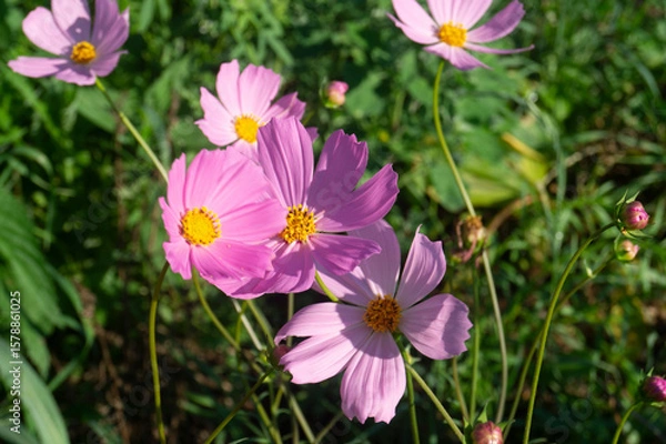 Obraz Pink cosmos macro, Cosmos bipinnatus close up, delicate flower texture, golden flower center, garden photography, shallow depth of field, translucent petals, pollen details, summer blossom, botanical 