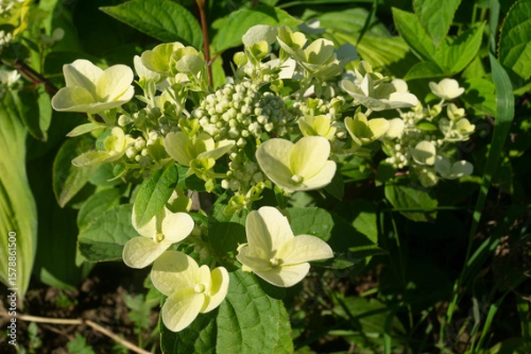 Obraz Majestic Panicles of Hydrangea paniculata ‘Grandiflora’ in Mid-Summer Bloom