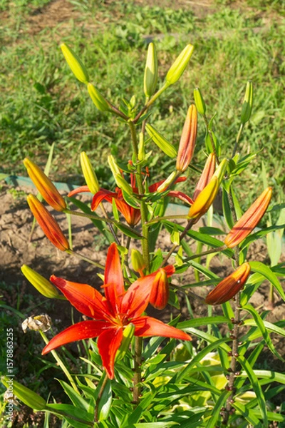 Obraz Scarlet Asiatic Lily ‘Matrix’ in Full Bloom: Velvety Petals and Exserted Stamens