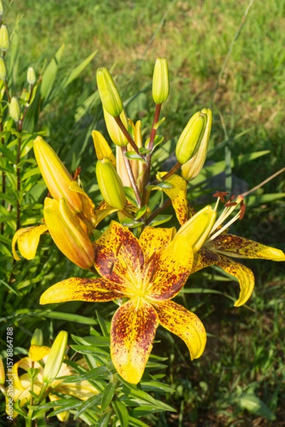 Obraz Close Up of Davit’s Lily ‘Tasmania’: Velvety Petals and Exserted Golden Stamens