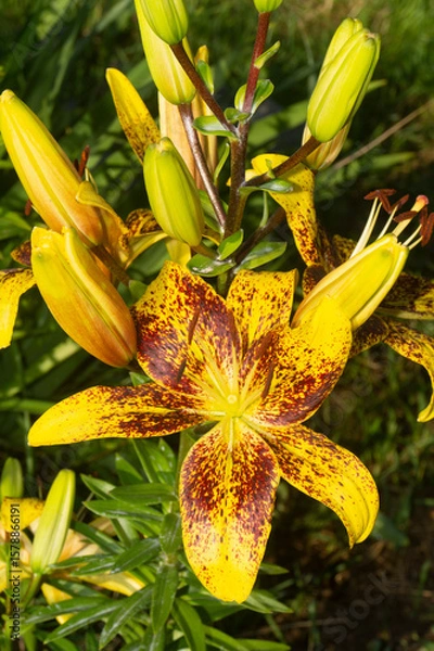 Obraz New Hybrid Lily ‘Tasmania’ in Garden: Large Fragrant Flowers with Starry Pattern