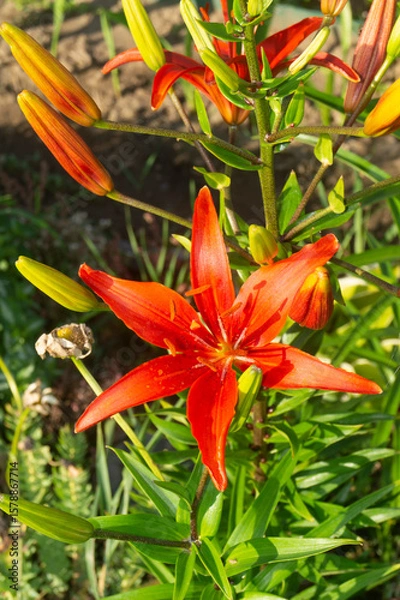Obraz Wild Turk’s Cap Lily (Lilium martagon) with Recurved Petals in Woodland