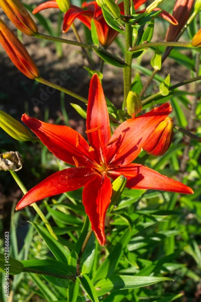 Obraz Wild Turk’s Cap Lily (Lilium martagon) with Recurved Petals in Woodland