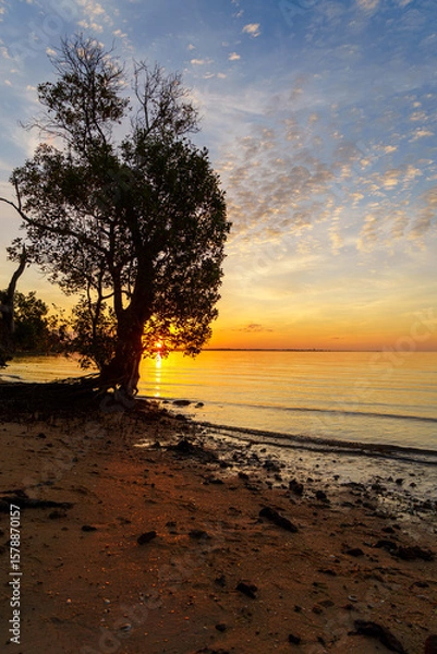 Fototapeta Sunset view of a mangrove tree on the beach. Morwong Beach, Coochiemudlo Island, Queensland, Australia 