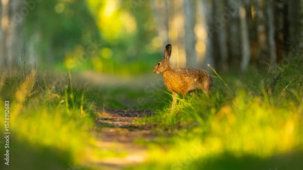 Obraz Close-up Side View of a Hare on a Dirt Road in Beautiful Light with Bright Bokeh in Background