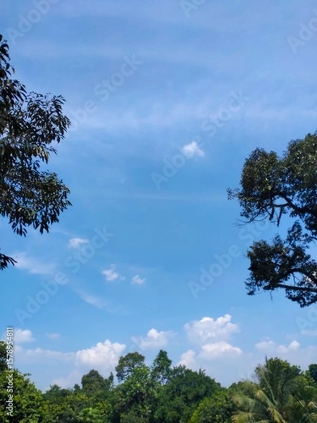 Fototapeta trees and clouds