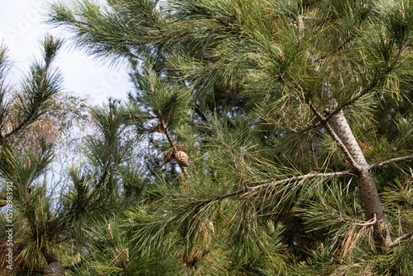 Obraz Tree's In The Bush