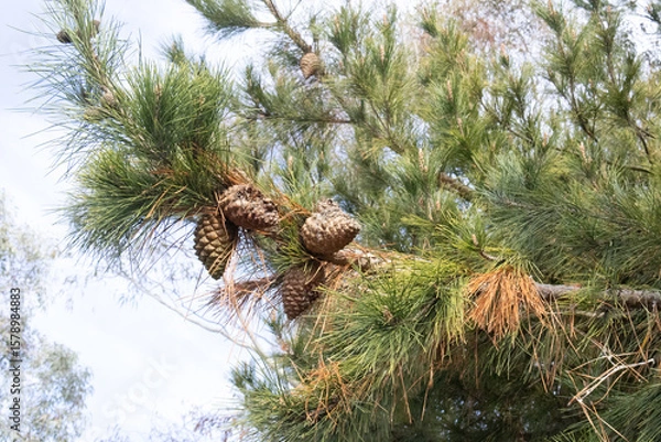 Obraz Tree's In The Bush