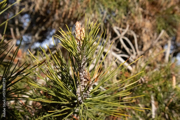 Obraz Tree's In The Bush