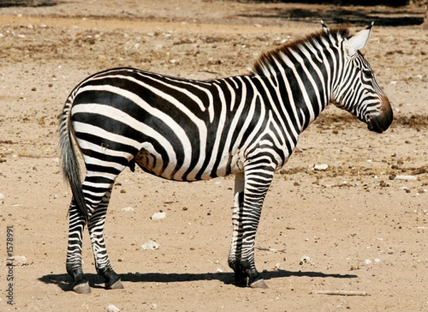 Fototapeta zebra