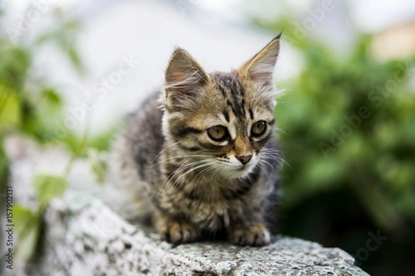 Fototapeta котенок во дворе