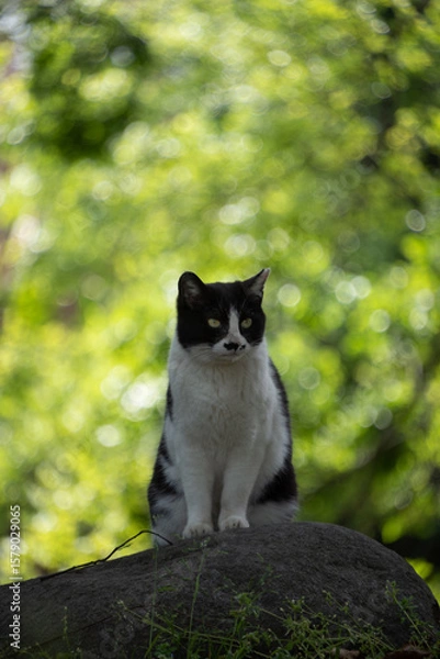 Obraz 自然豊かな公園で玉ボケとハチワレ柄の野良猫