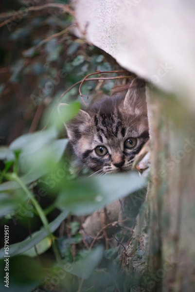 Obraz 民家の下から顔を出してるキジトラ柄の子猫