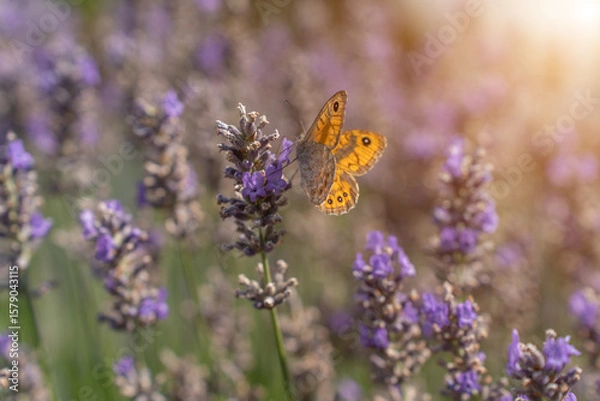 Obraz A colorful butterfly