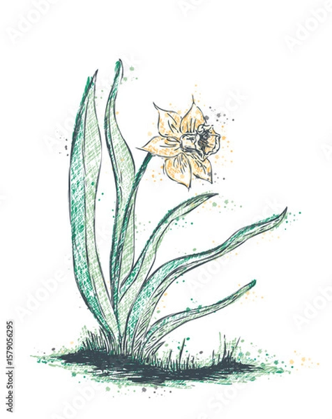 Obraz osterglocke - narzisse -daffodil