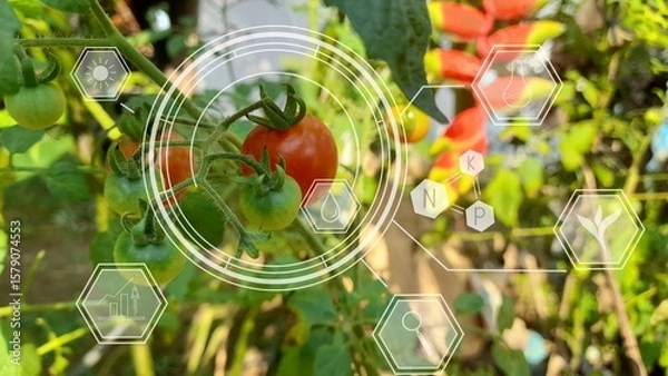 Fototapeta Smart farming and agriculture technology concept. Digital composite image of tomatoes growing in greenhouse.