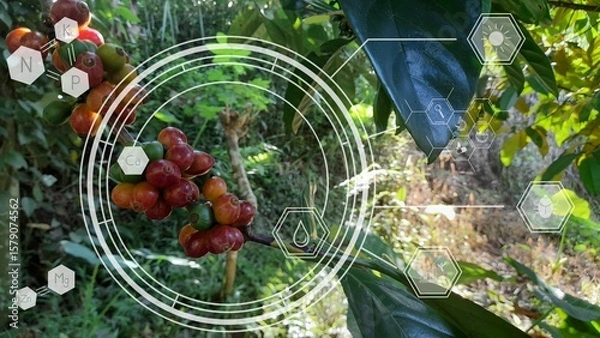 Fototapeta Coffee bean graphic with organic coffee tree in the background. Smart farming agriculture concept iot