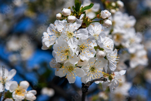 Fototapeta Close-up of lush cherry blossoms in spring, featuring delicate white petals, yellow stamens, and fresh green leaves illuminated by bright sunlight. Blue sky peeks through the blooming branches