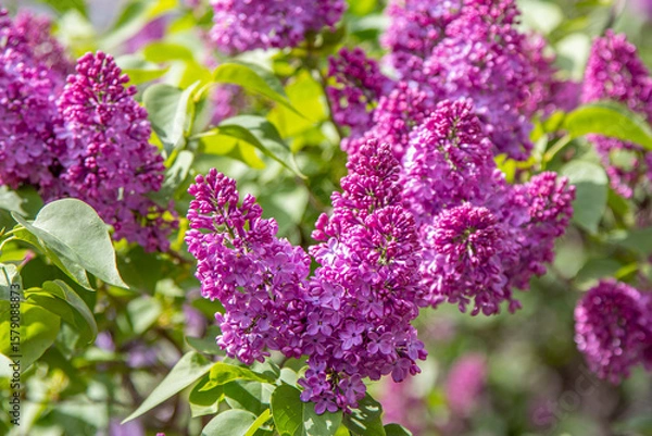 Fototapeta Close-up of a blooming lilac bush with vibrant purple flowers and lush green leaves, bathed in bright sunlight. The delicate blossoms and natural light create a fresh and uplifting spring atmosphere.