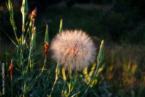 Fototapeta Close-up of Tragopogon porrifolius, also known as goatsbeard or common salsify, showing fluffy achenes and buds growing in a sunny meadow. The delicate seed heads resemble dandelions, catching the sun