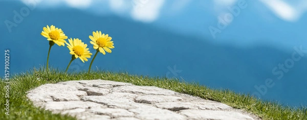 Obraz Bright yellow flowers bloom on stone path surrounded by lush grass, evoking sense of tranquility