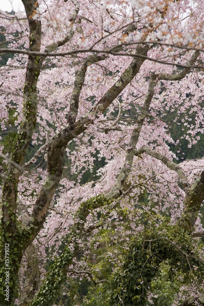 Fototapeta サクラ