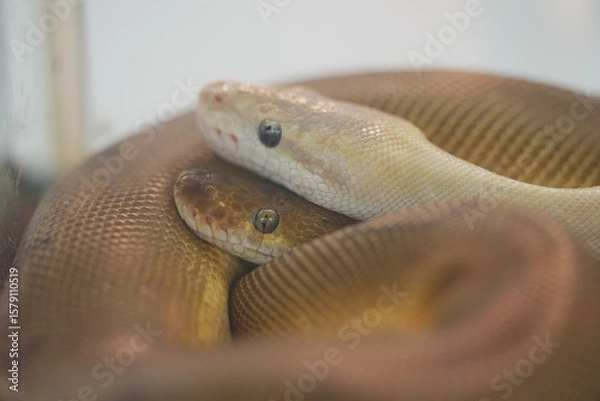 Fototapeta Olive Python: Australia’s Powerful Non-Venomous Giant
