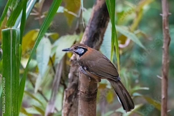 Obraz A greater necklaced laughing thrush perched on a tree branch on the outskirts of Gajoldoba, West Bengal