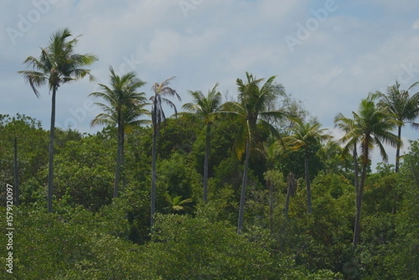 Fototapeta Tropical Tranquility: Towering Palms and a Soft Cloudy Sky