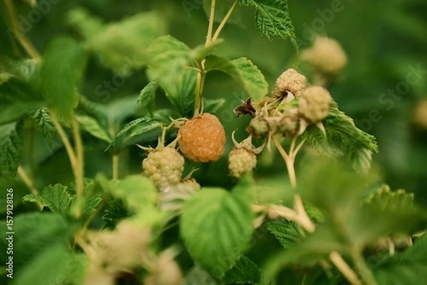 Fototapeta The beginning of summer and the anticipation of useful fruits. A raspberry bush. File 5