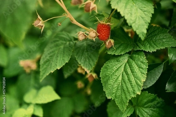 Fototapeta The beginning of summer and the anticipation of useful fruits. A raspberry bush. File 4