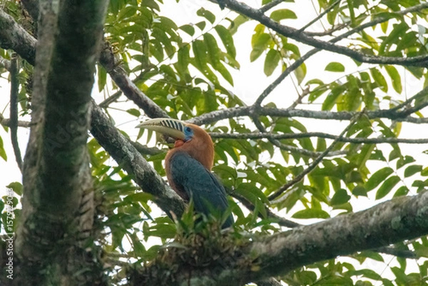 Obraz A Rufous necked hornbill perched on top of a tree branch on the outskirts of Latpanchar village in West Bengal